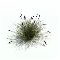 Grass Plant With Slender Leaves And Black Spiky Flower Heads In Clumping Form