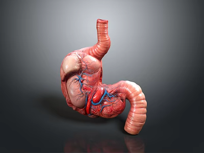 Detailed 3D Model of Human Digestive Organs with Visible Blood Vessels 3d model