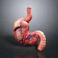 Detailed 3D Model of Human Digestive Organs with Visible Blood Vessels