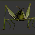 Green Grasshopper with elongated body and long hind legs on gray background with reflection