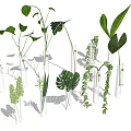 Transparent Glass Test Tube Vases with Various Green Plants Long Broad Leaves and Hanging Vines