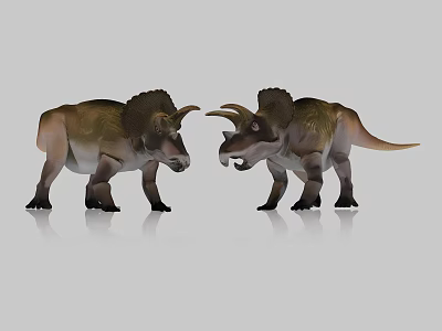 Two Brownish Green Triceratops Reptiles Facing Each Other With Horns And Frills On White Background 3d model