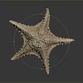 Light Beige Spiny Starfish With Textured Surface On Dark Background And Soft Reflection 3d model
