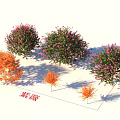 Crape Myrtle Trees With Orange And Pink Blooms For Ornamental Garden Landscape