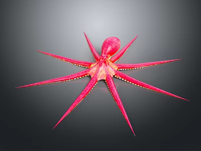 Vibrant Red Octopus With Extended Tentacles On Gray Background Marine Animal Close Up 3d model