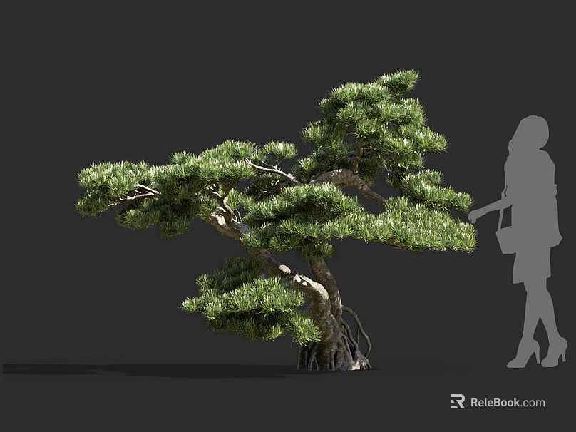 Lush Pine Tree With Twisted Trunk Exposed Roots And Human Silhouette 3d model