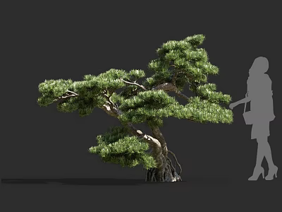 Lush Pine Tree With Twisted Trunk Exposed Roots And Human Silhouette 3d model