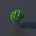Green Succulent Plant in Transparent Glass Pot with Lush Fresh Leaves
