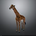Detailed Orange Giraffe Model Standing On Dark Background With Black Mane 3d model