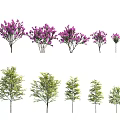 Different Types of Trees with Purple Blooms and Green Foliage in Various Sizes