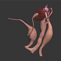 3D Anatomical Model of Human Urinary Organs Kidneys Bladder and Ureters