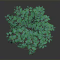 Lush Green Leafy Plant With Dense Foliage And Heart Shaped Leaves For Decoration