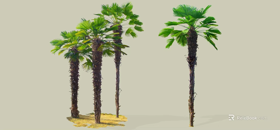 Tall Palm Trees With Textured Trunks And Lush Green Fronds Outdoor View 3d model 