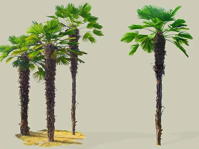 Tall Palm Trees With Textured Trunks And Lush Green Fronds Outdoor View 3d model