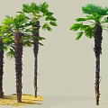Tall Palm Trees With Textured Trunks And Lush Green Fronds Outdoor View