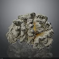 Natural White Textured Coral Structure With Branching Organic Growth Pattern