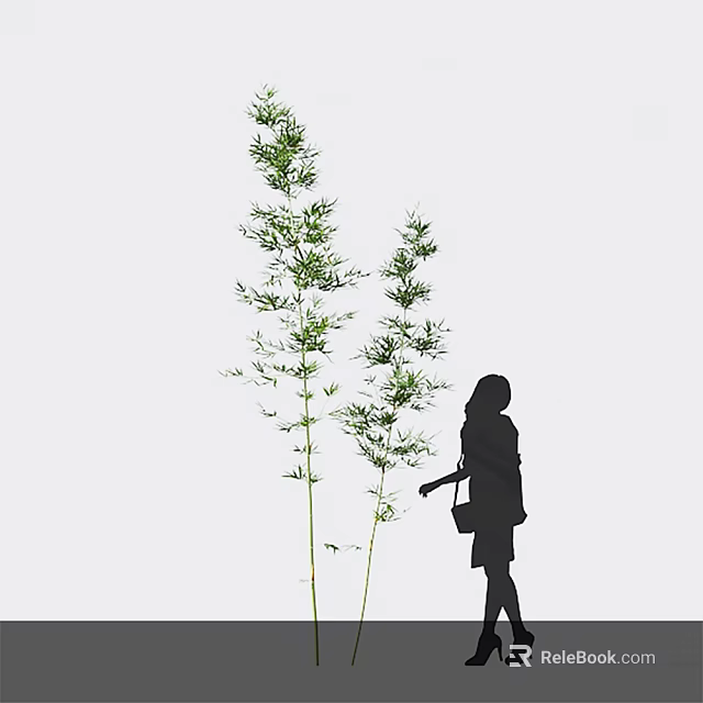 Bamboo Plants And Silhouette Of A Woman Against White Background 3d model 