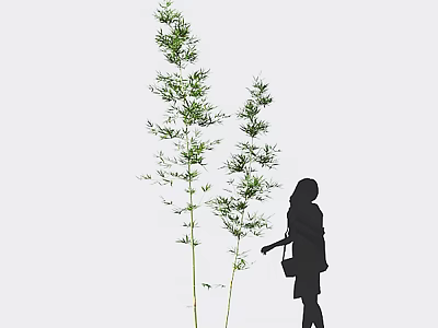 Bamboo Plants And Silhouette Of A Woman Against White Background 3d model