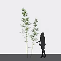 Bamboo Plants And Silhouette Of A Woman Against White Background