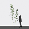 Modern bamboo mom bamboo cixiaozhu hard-headed yellow bamboo 3d model