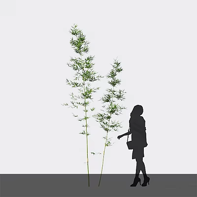 Bamboo Plants And Silhouette Of A Woman Against White Background 3d model