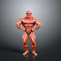Muscular Man Bodybuilder Posing to Display Well Defined Physique and Muscle Definition