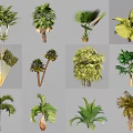 Various Types of Arbor Trees with Diverse Foliage and Trunk Structures