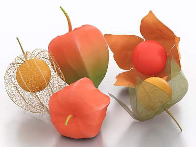 Vibrant Orange Red and Yellow Physalis Fruits with Papery Husks on 3d model