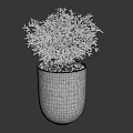 Bonsai Potted Plant With Lush Green Foliage In White Textured Pot And Pebbles