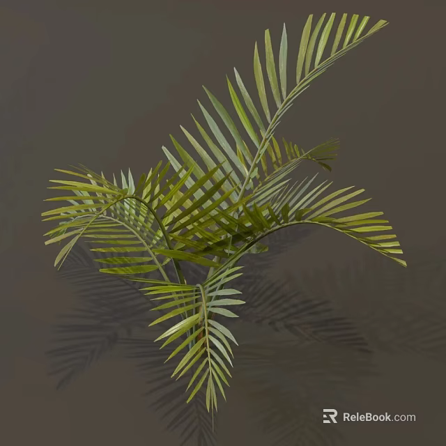Lush Tropical Palm Plant With Vibrant Green Slender Leaves And Shaded Foliage 3d model 