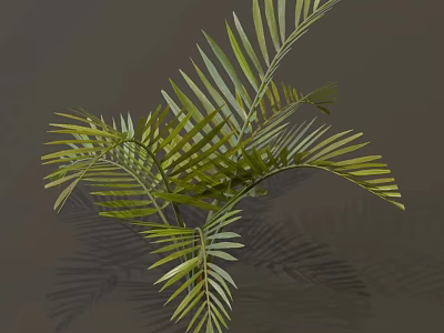 Lush Tropical Palm Plant With Vibrant Green Slender Leaves And Shaded Foliage 3d model