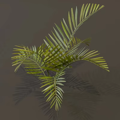 Lush Tropical Palm Plant With Vibrant Green Slender Leaves And Shaded Foliage 3d model