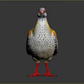 Colorful Bird With Red Yellow Head White Spotted Body Red Legs And Vibrant Tail Feathers