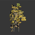 Three Decorative Plants With Yellow And Green Leaves On White Background