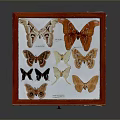 Butterfly Specimens In Red Framed Display Case With Various Colors And Patterns