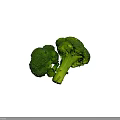 Fresh Green Broccoli Vegetable with Crisp Florets and Healthy Nutrients