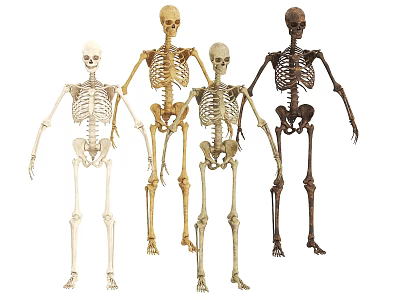 Skeletal System Human Skeleton Models With Different Colors And Postures For Education 3d model