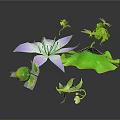 Purple Lotus Flower With Green Leaf Dragonfly Small Leaves And Buds