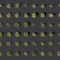 Various Types of Grasses and Small Plants Collection Display on Dark Background
