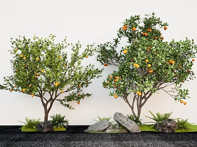 Fruit Trees with Orange Fruits Standing Near Stones Green Grass White Wall and Black Ground 3d model