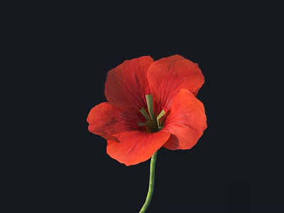 Blooming Red Poppy Flower on Dark Background with Green Stem and Petals 3d model