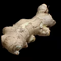 Fresh Raw Ginger Root Natural Organic Vegetable With Rough Skin Texture 3d model