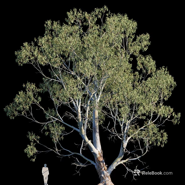 Tall Tree With White Trunk And Lush Green Leaves Against Black Background 3d model 