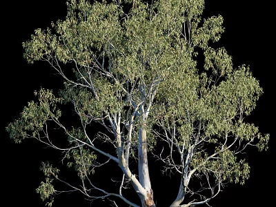 Tall Tree With White Trunk And Lush Green Leaves Against Black Background 3d model