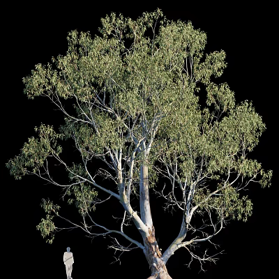 Tall Tree With White Trunk And Lush Green Leaves Against Black Background 3d model