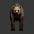 Realistic Brown Bear 3D Model With Detailed Fur Texture And Lifelike Features