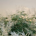 Lush Green Shrubs With Fresh Leaves And White Ferns In Sunlit Outdoor Garden