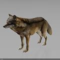 Realistic 3D Rendered Wolf With Detailed Brown And Gray Fur Standing On Gray Background