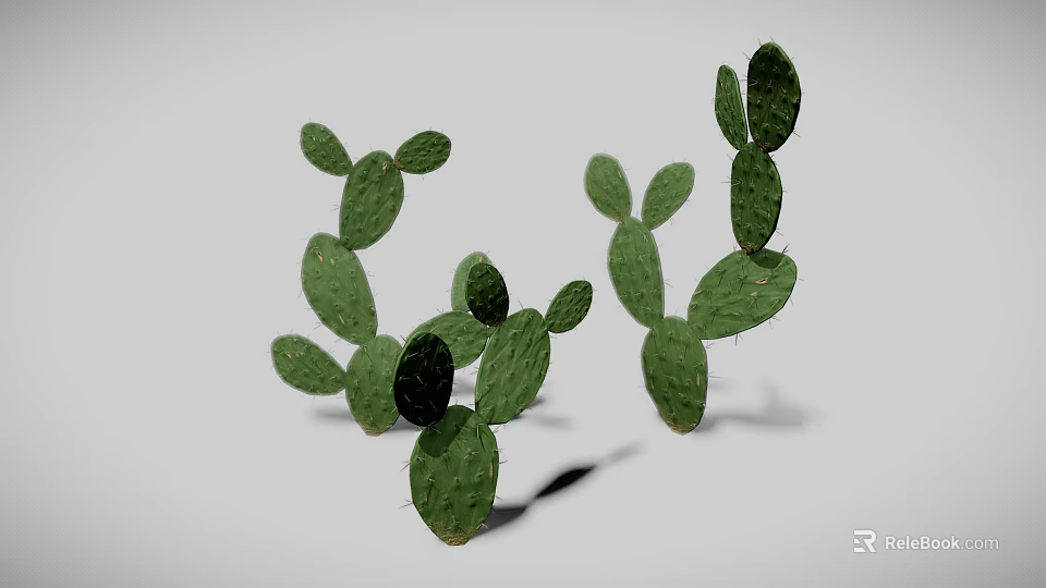 Realistic Green Cactus 3D Model With Multiple Flat Pads On White Background 3d model 