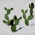 Realistic Green Cactus 3D Model With Multiple Flat Pads On White Background 3d model